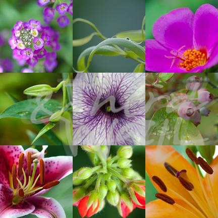 photography, seattle art, seattle photographer, florals, flowers, nature, botanical