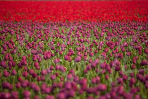 photography tulips spring skagit washington