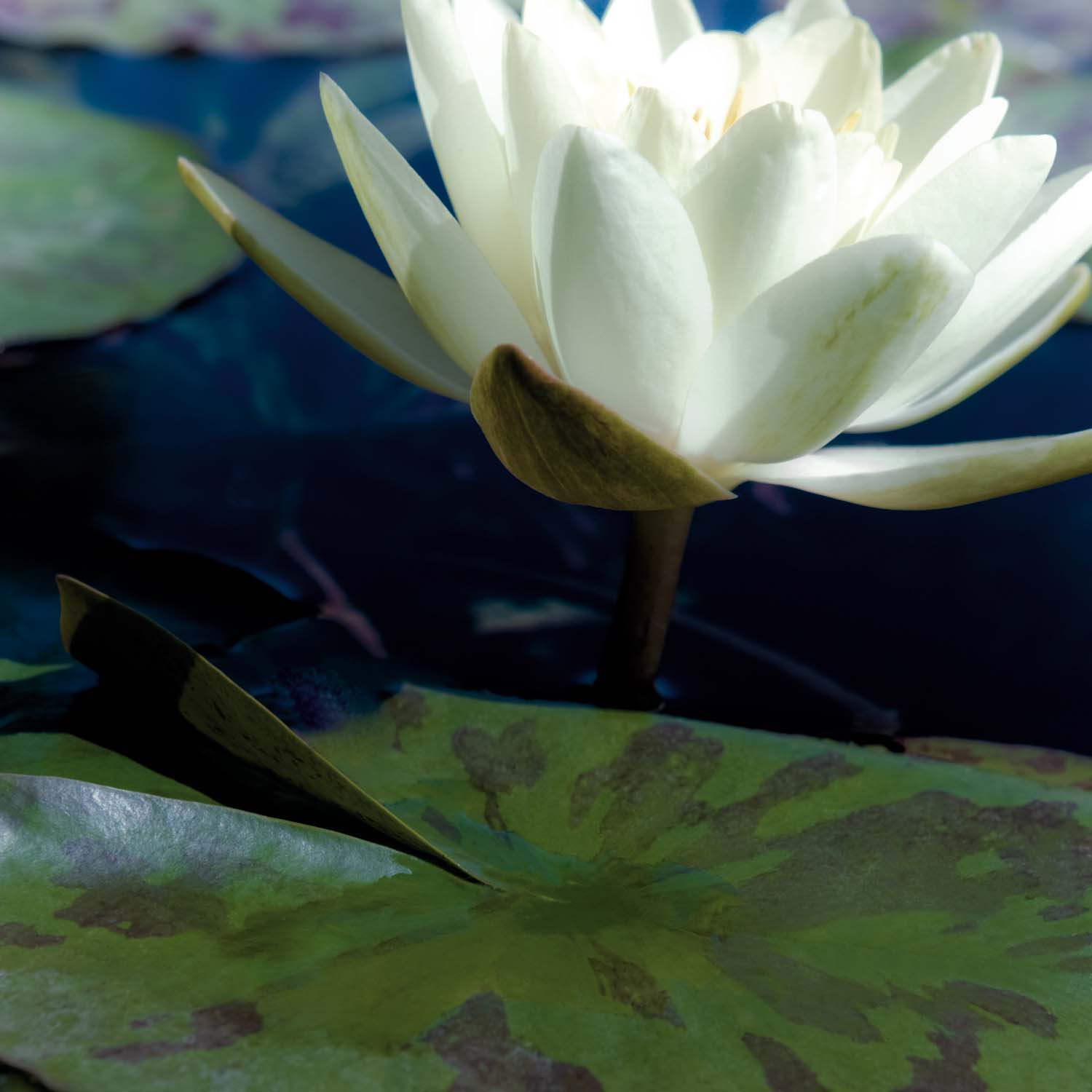Water Lilies II Water Lilies II